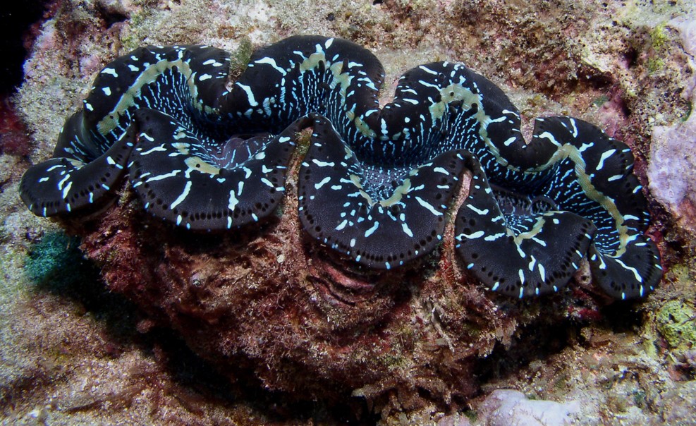 tridacna