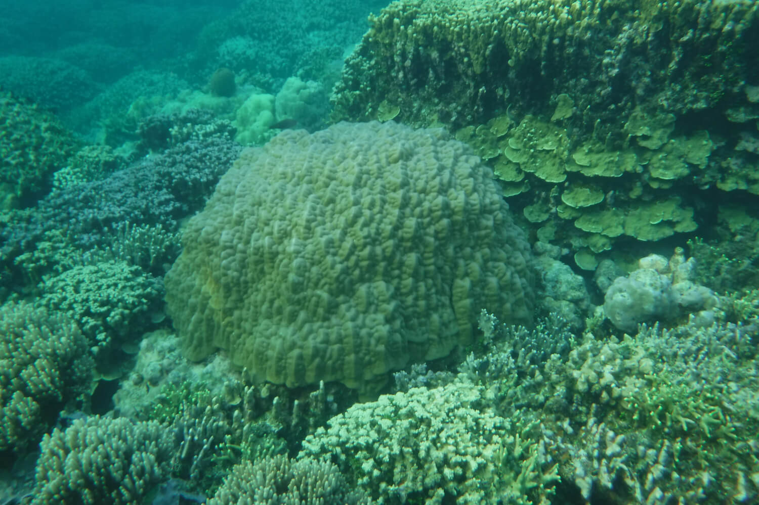 A 60-year-old colony of P. lutea coral off of Gab Gab Beach in Guam’s Apra Harbor