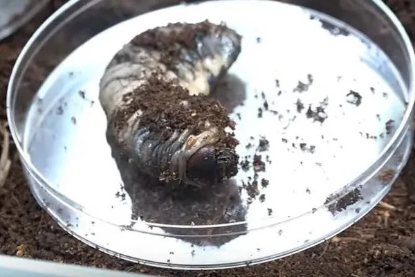 Rhino Beetle Larva