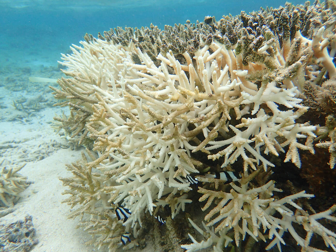 A thicket of Staghorn Acropora pulchra bleaching on the western reef flat by Adelup in 2016.