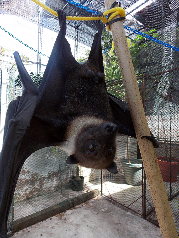 Mariana fruit bat