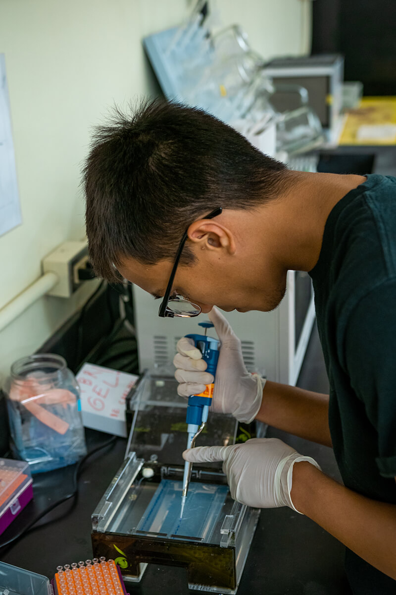 Kireon Rios loads different Porites coral samples onto a gel to conduct electrophoresis.