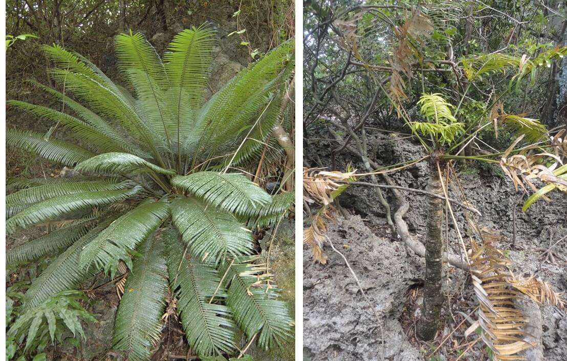 Cycas micronesica tree