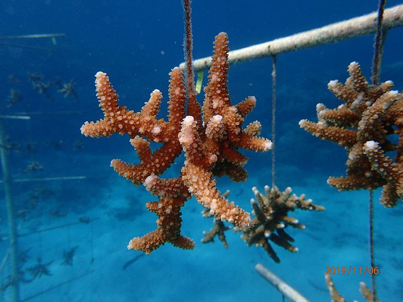 Acropora pulchra