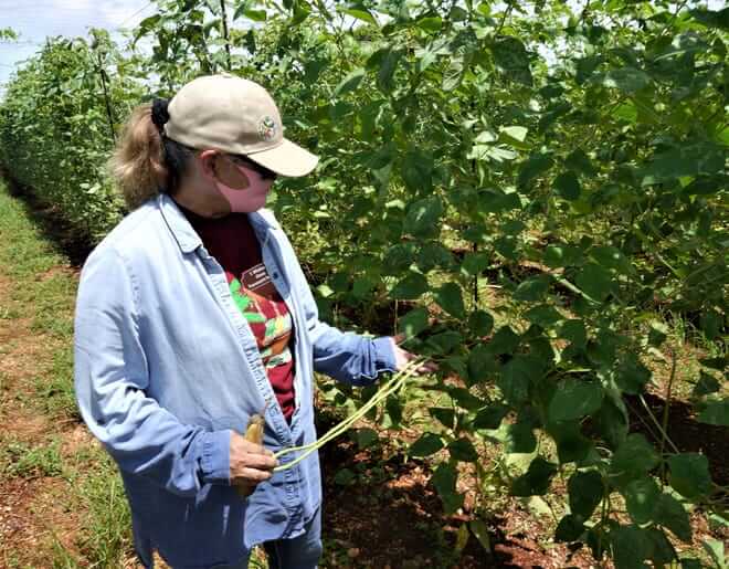 Local farmer checks her long bean farm on her Dededo farm.