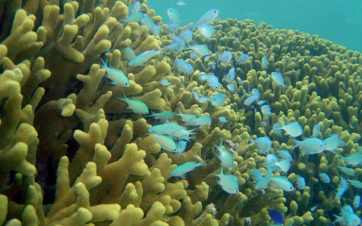 Guam researchers find climate change data in coral