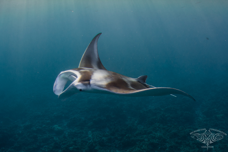 Local manta ray