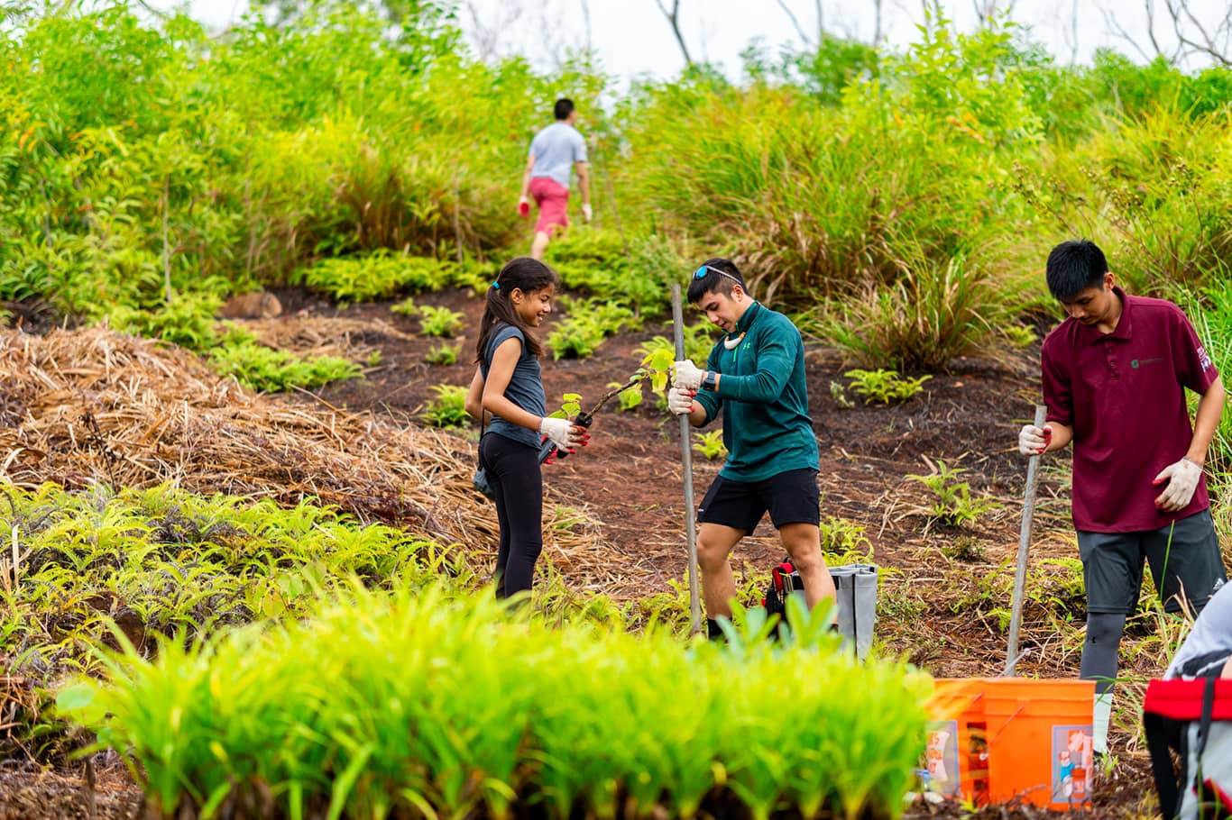 Volunteers of UOG Sea Grant’s GROW Initiative work to restore Guam’s southern watershed