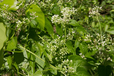 An invasive vine