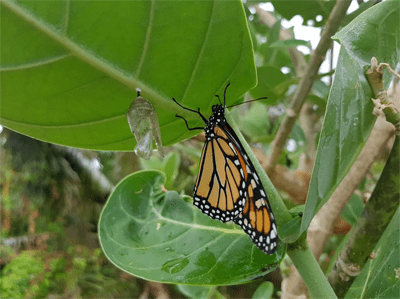 Monarch butterfly