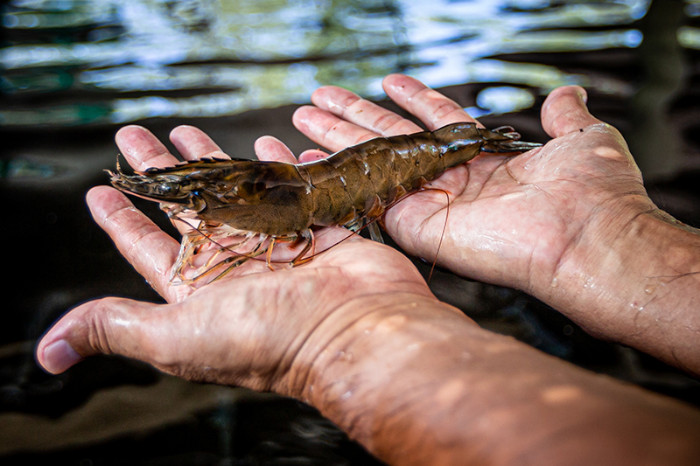 A jumbo Pacific white shrimp at the UOG Guam Aquaculture Training and Development Center