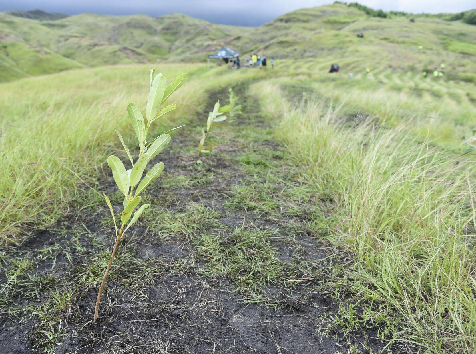 tree sapling