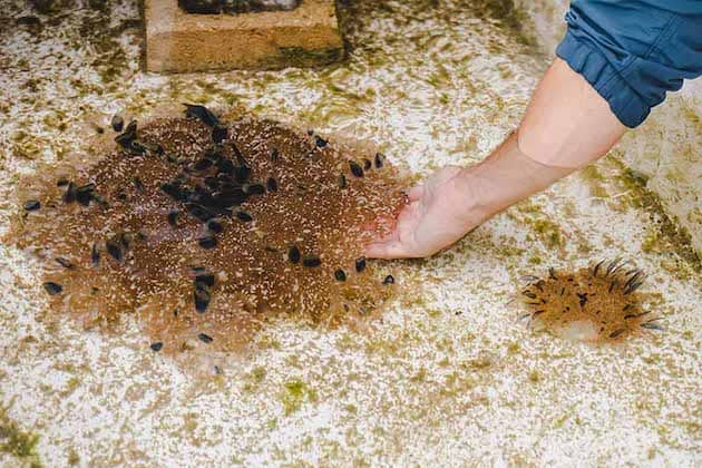 An upside-down jellyfish found in Guam waters.