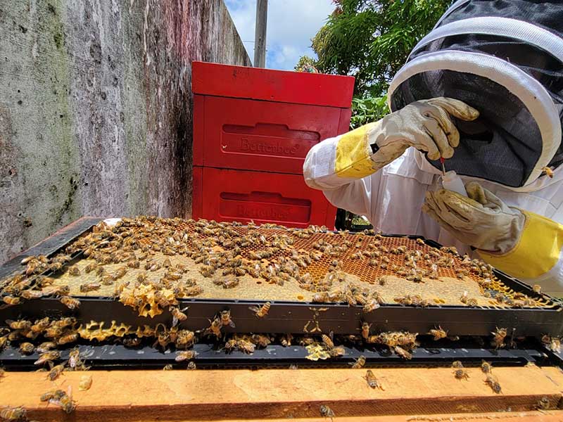 Photo of Jonae Sayama collecting pollen samples