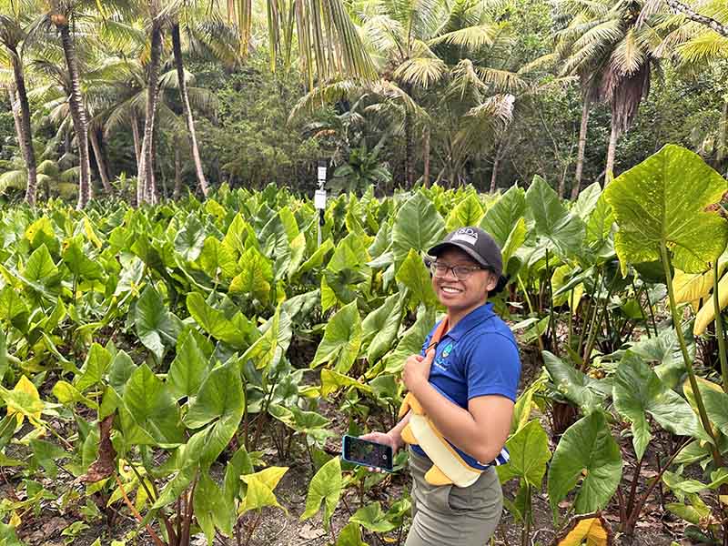 Photo of a person in a taro field