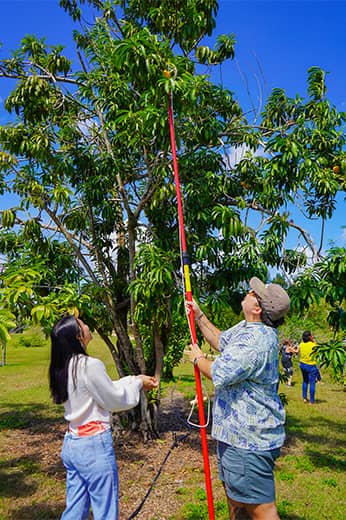 Agriculture majors harvest eggfruit during a fruit production