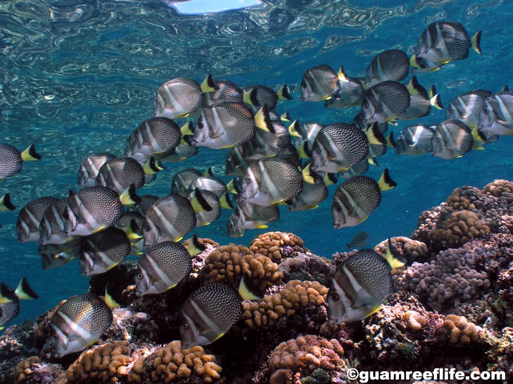 Acanthurus guttatus, also known as hamoktan or whitespotted surgeonfish