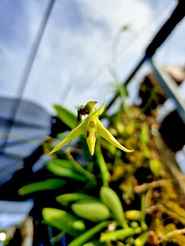 Bulbophyllum guamense