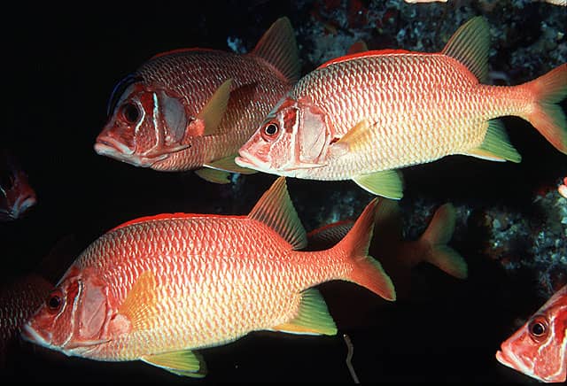 Sargocentron spiniferum or Sabre Squirrelfish