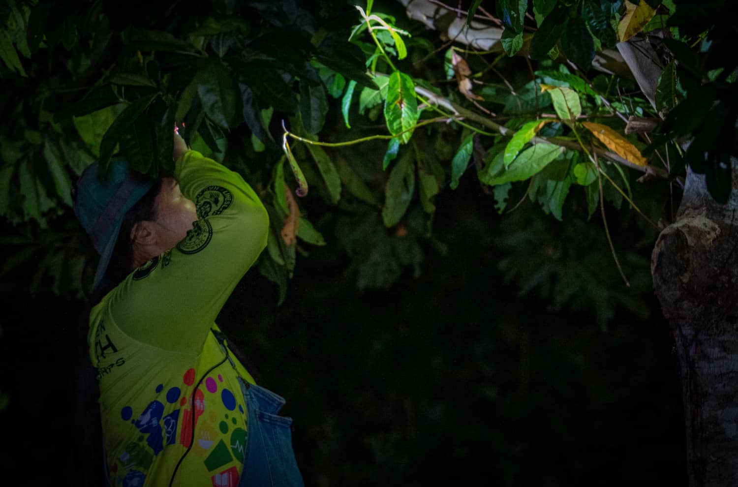 Member of G3CC season 4, Jayven Cruz, inspects a tree in hunt of the invasive brown tree snake.  The corps participates in various activities including work with partner agencies like the Guam Department of Agriculture.