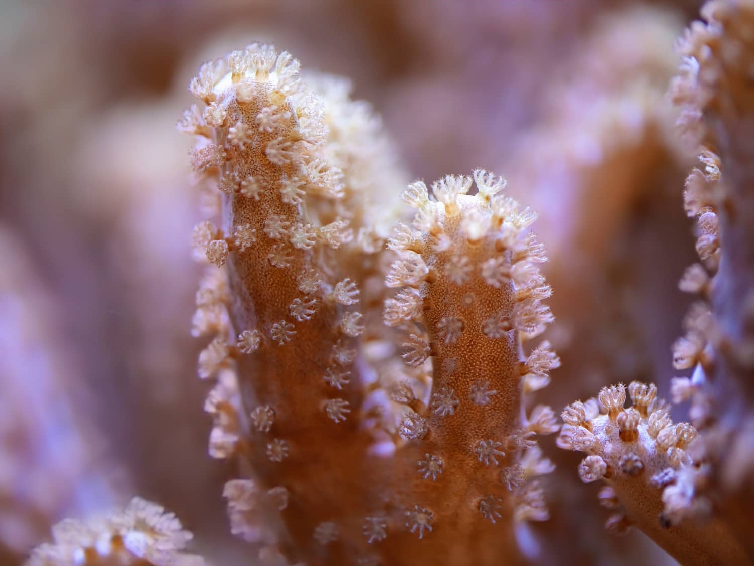 The researchers studied a soft coral species from the genus Sclerophytum, which is abundant around Guam. (Photo courtesy Dr. Sergio Vargas)