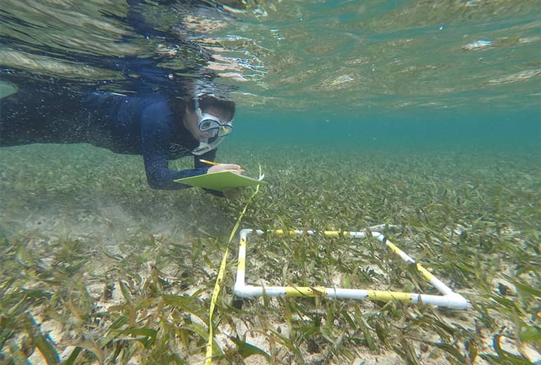 underwater photo of person with snorkel gear writing on notepad while observing ocean plants