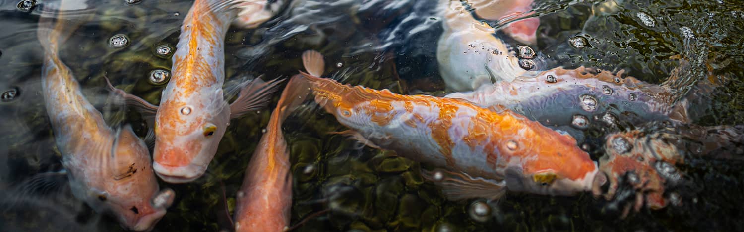 Red tilapia at the Fadian Hatchery