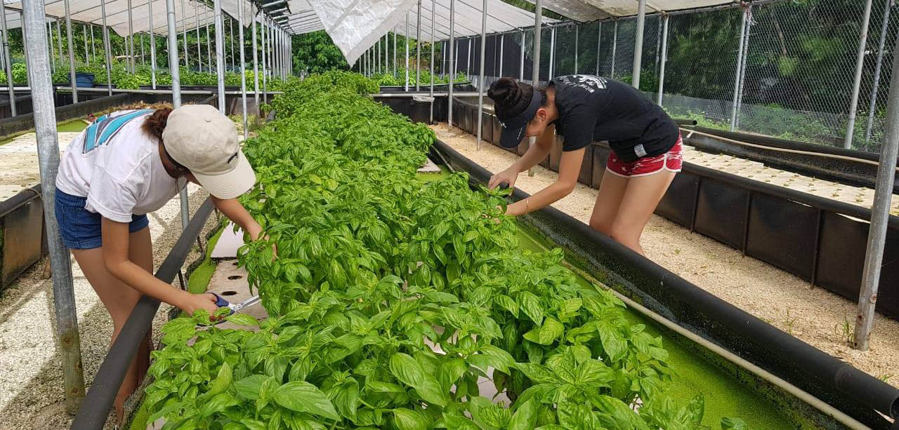 Triton farm students learn about aquaponics