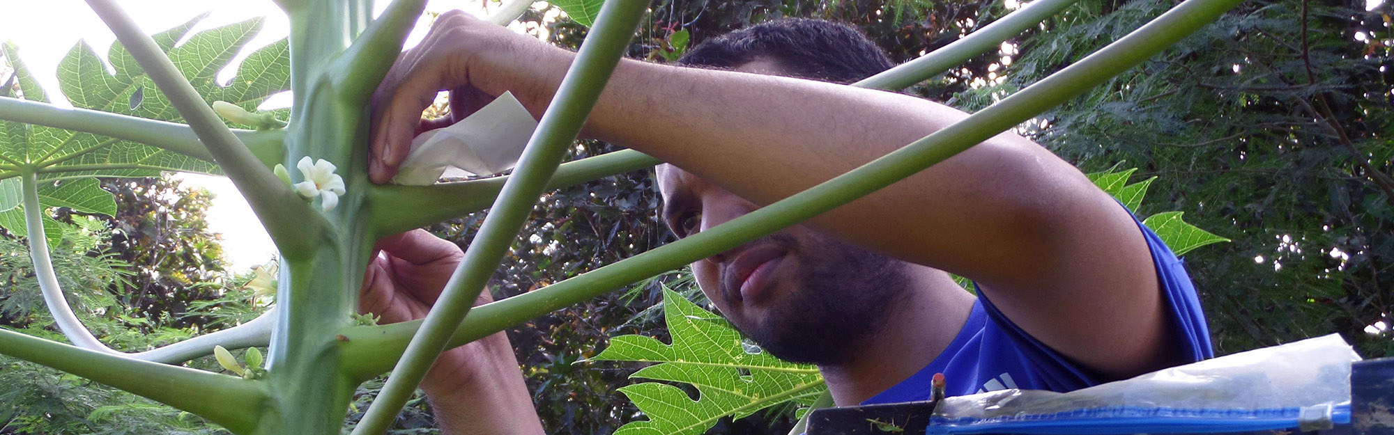 Graduate student works on papaya plants in plant pathology lab.