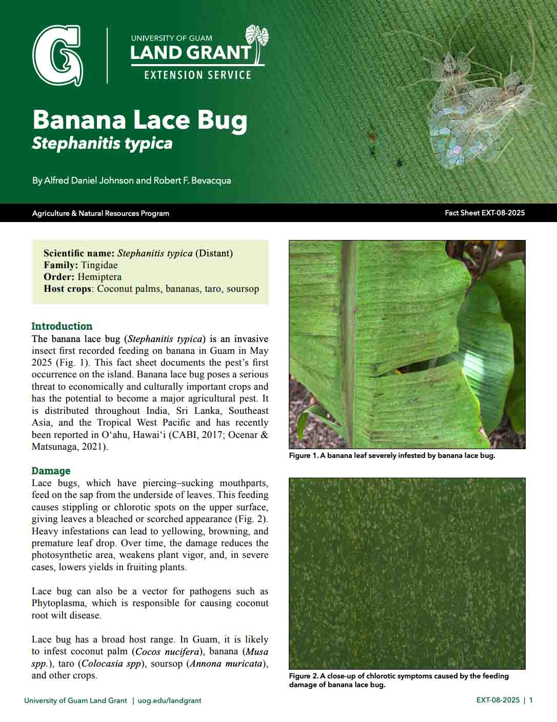 Banana Lace Bug fact sheet