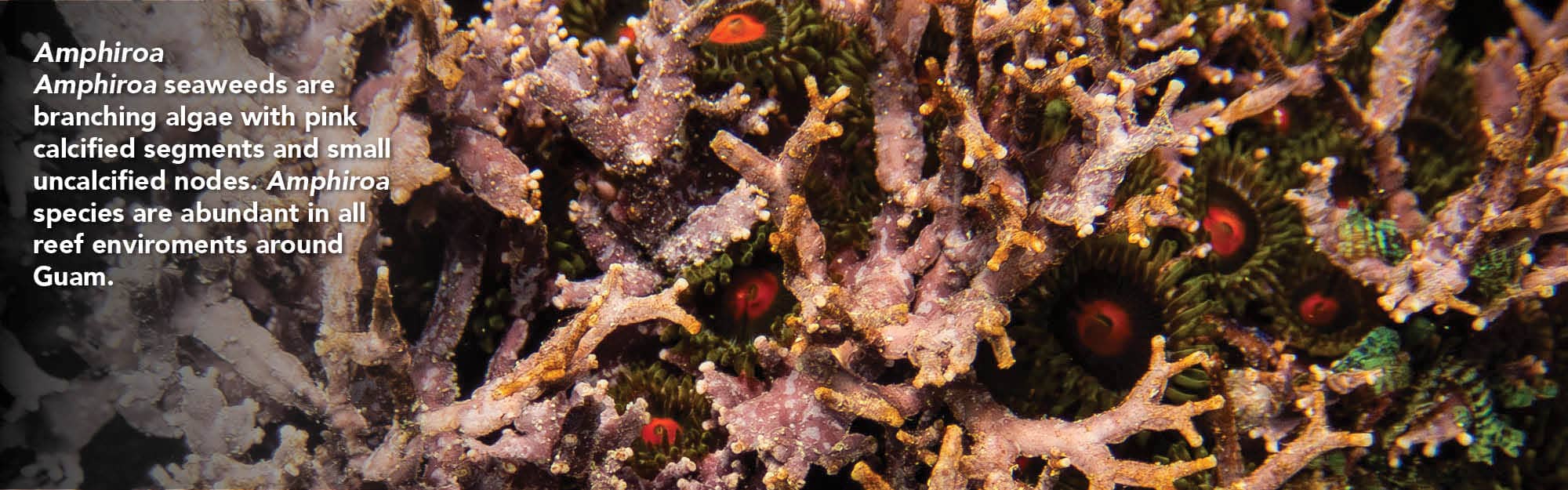 Amphiroa species are abundant in Guam waters.