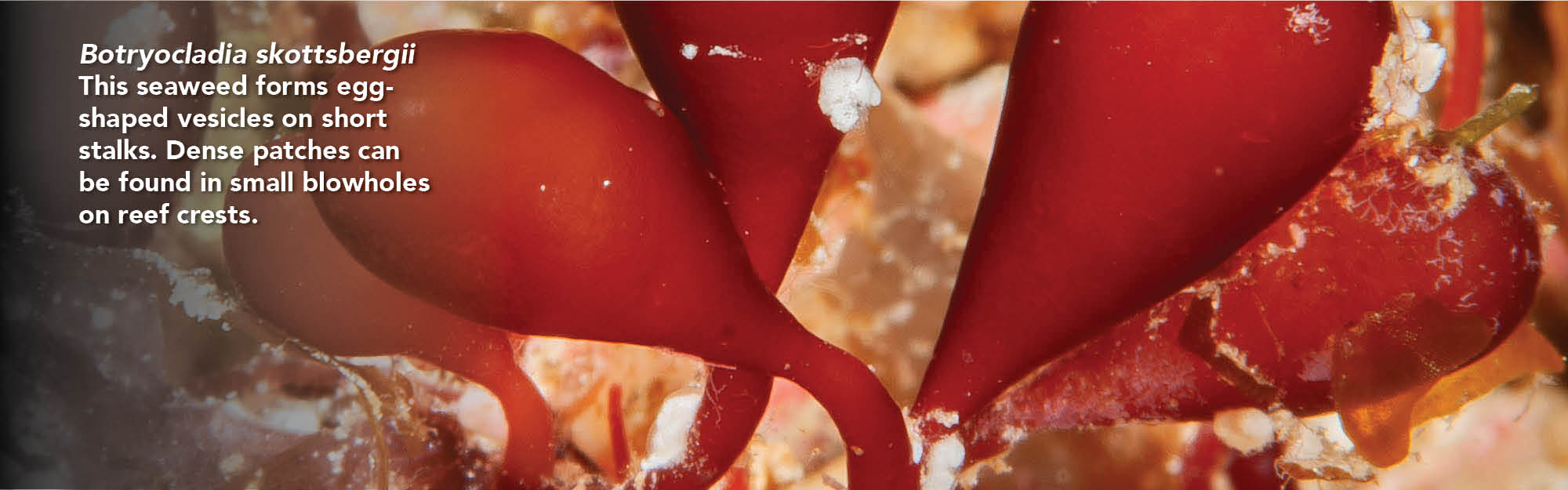 Botryocladia skottsbergii