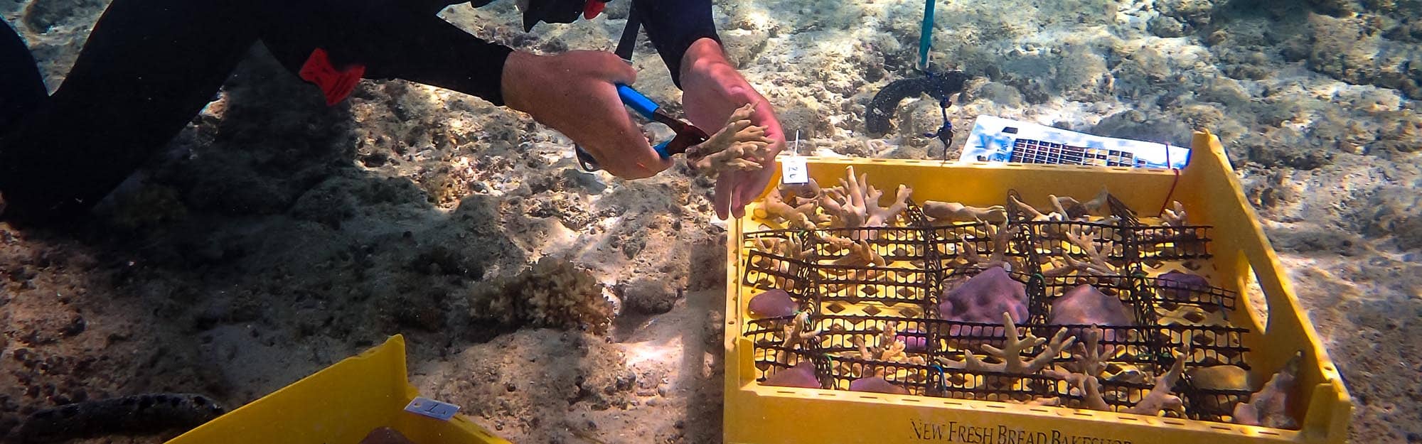 DescriptionColin Anthony preps coral for planting