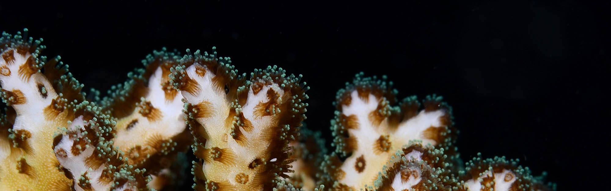 Coral macro by Dave Burdick