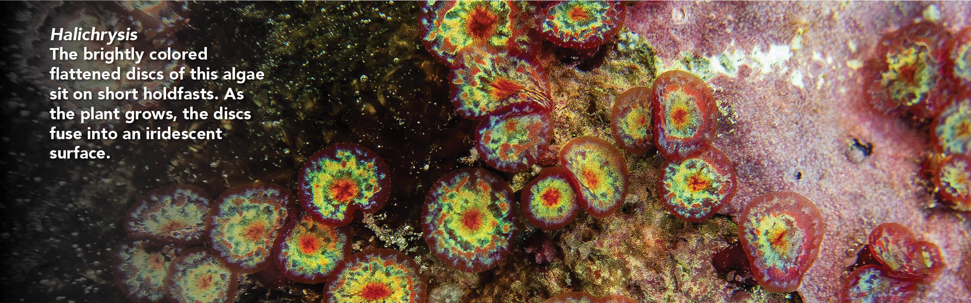 Halichrysis seaweed