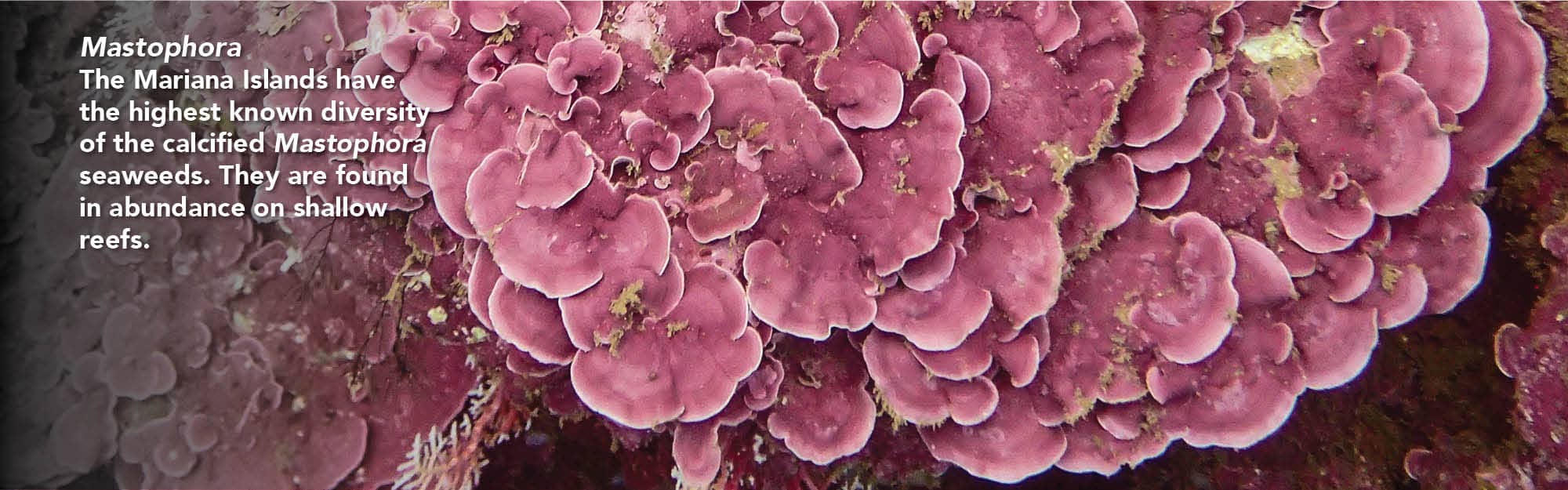 Mastophora seaweed
