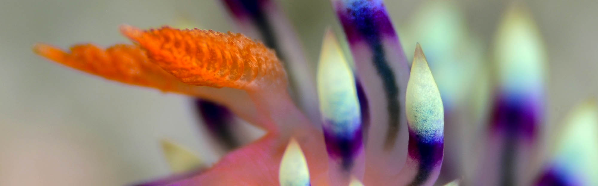 Nudibranch
